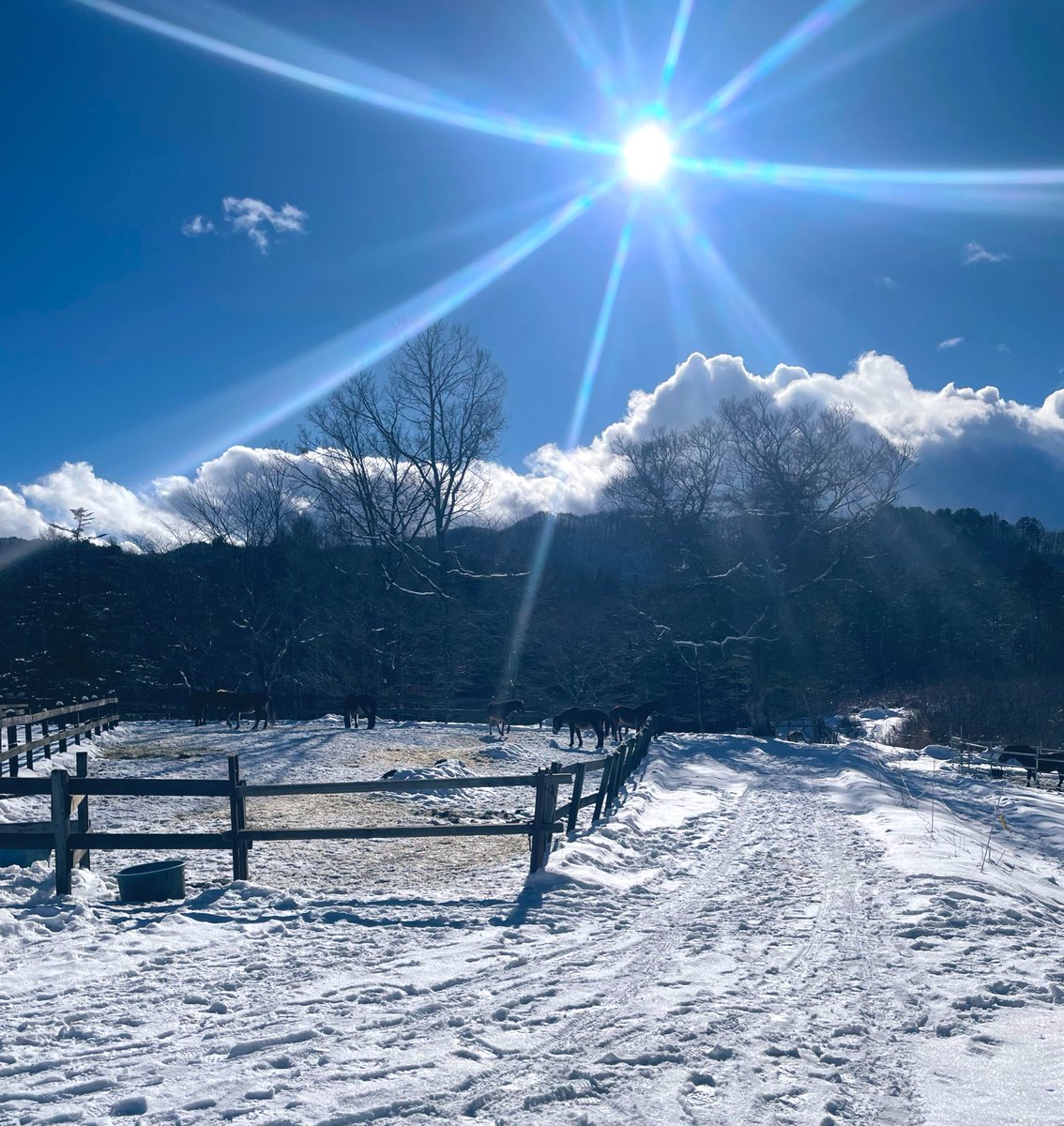 bir08967383 A calm winter day on the farm❄️🐎 📍 Kiso Horse Village, Nagano  🇯🇵 #FarmFriday, image size:1134x1200