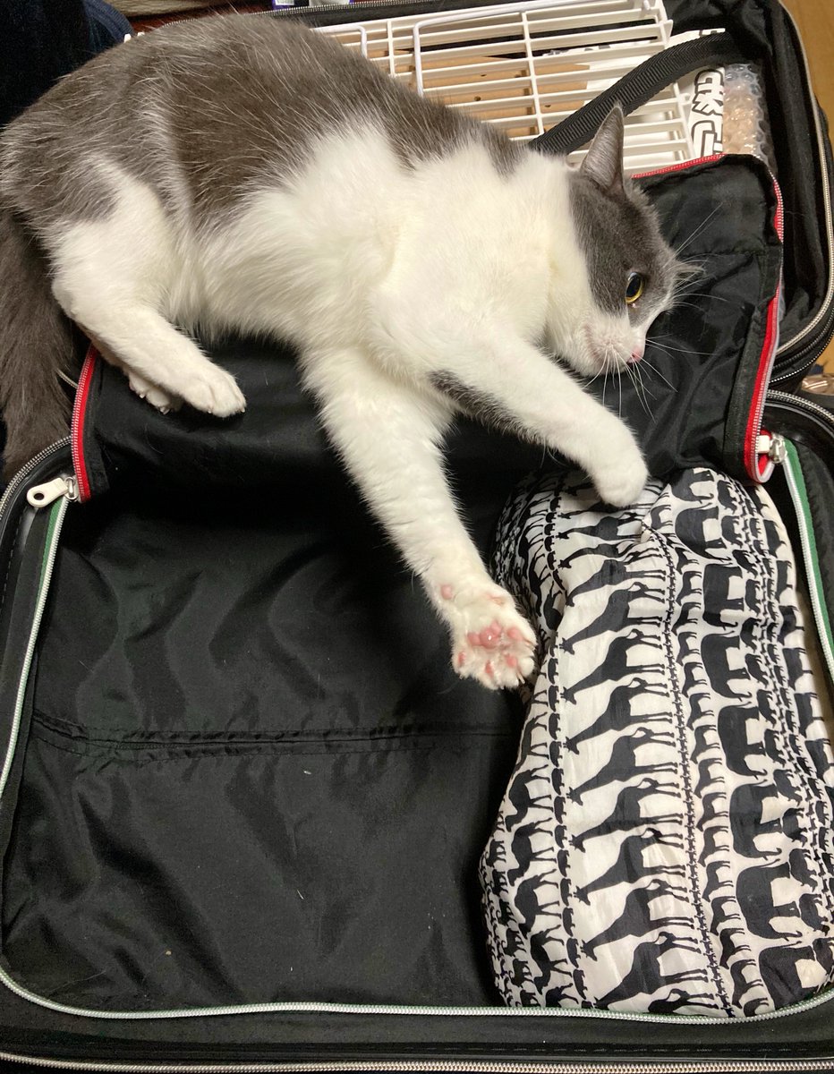 🍨おしや🍨12/21西1シ20ab (@0shiya) / Posts / X