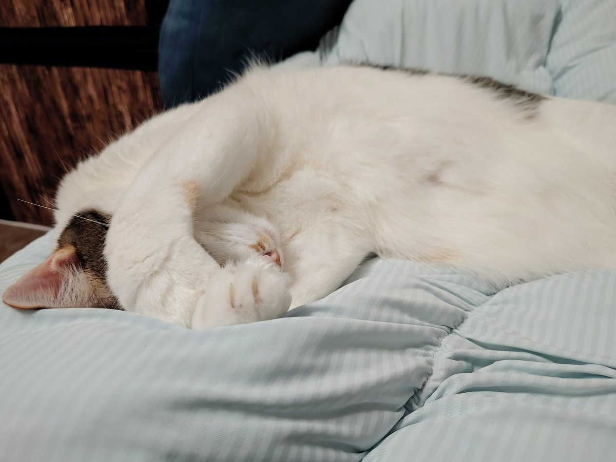 三美お嬢様はお猫様 (@Ladymimi0917) / Posts / X