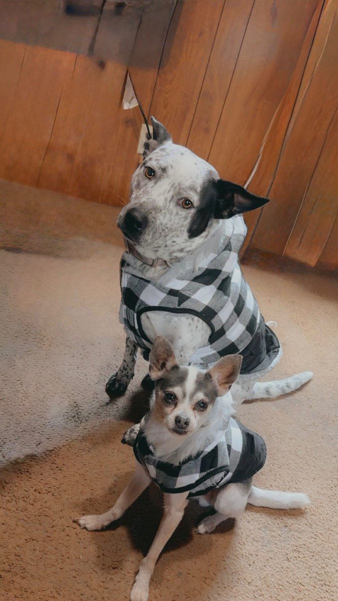My Reba partner n crime blue heeler and my Little Riley , blue chihuahua,,