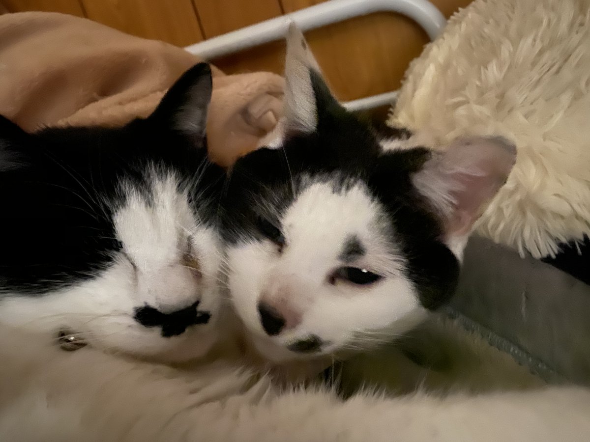 にゃんくん (@nyankun1) / Posts / X