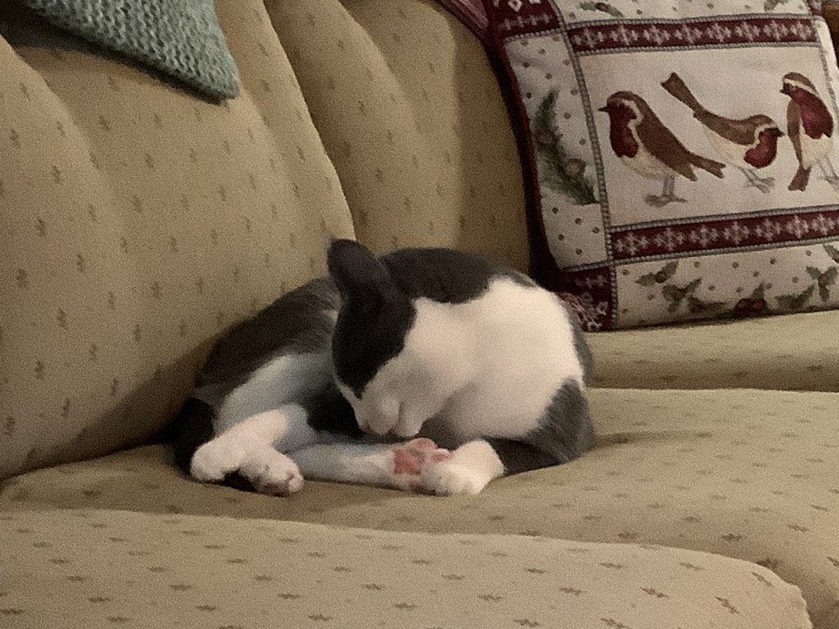 Il se calme enfin… ça fait une heure qu’il n’arrête pas..
Comme s’il avait un pétard dans le … 🤣🤣🤣