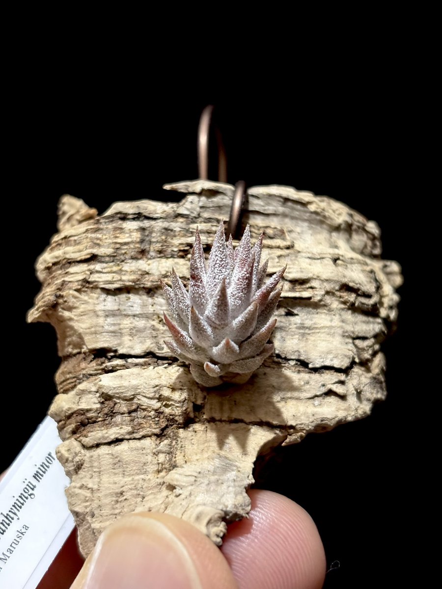 チランジア イオナンタ バンハイニンギー ミノール Tillandsia