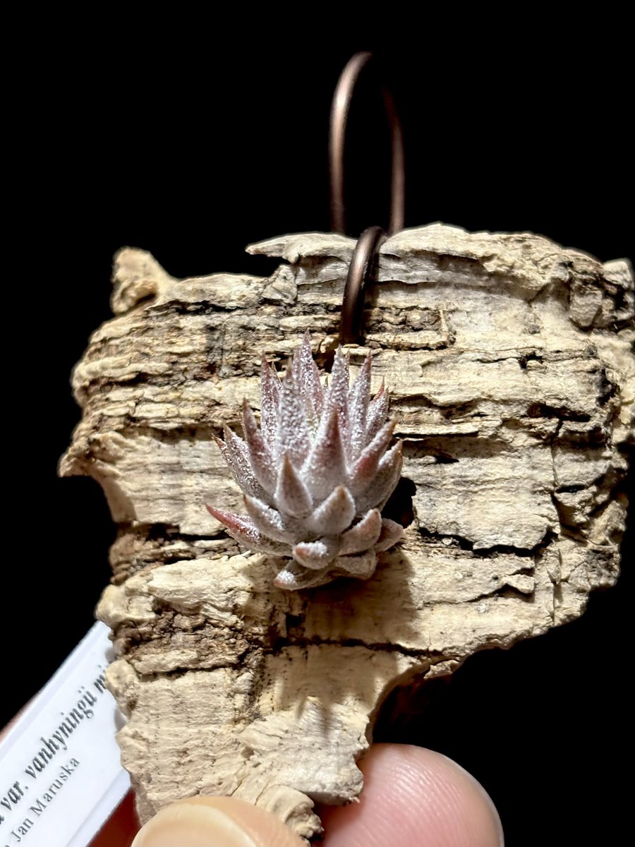 イオナンタ バンハイニンギー ミノール vanhyningii minor イオナンタ バンハイニンギー ミノール 03号 | air-plants TENGU-DO