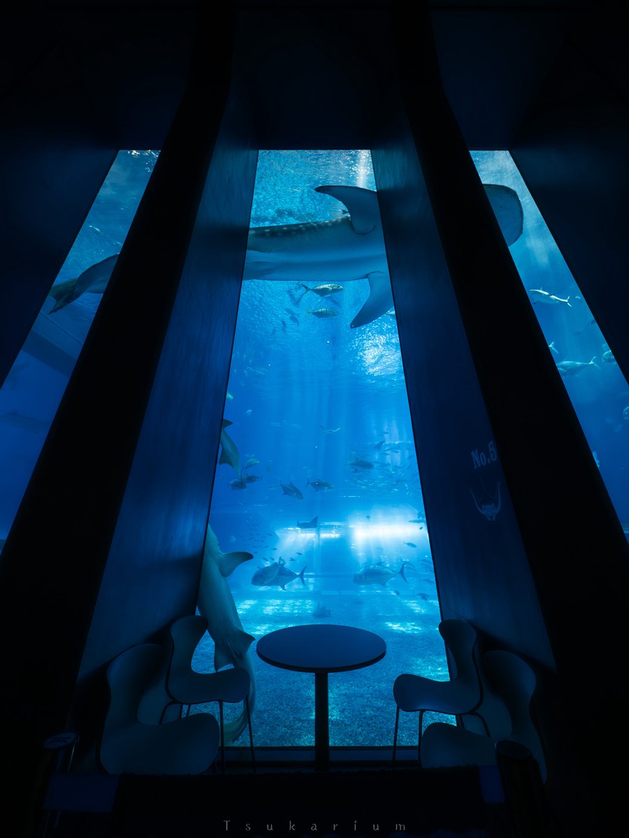 美ら海水族館の大水槽横にあるカフェでだらだらお茶しながらボーッとしてたい