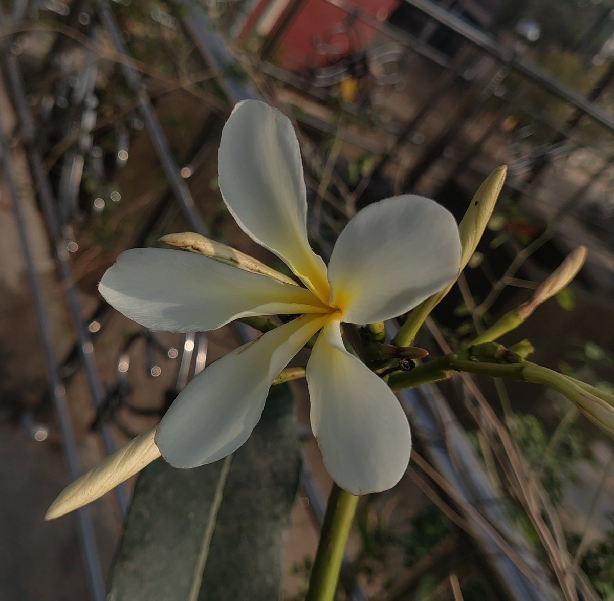 CaT_BoYy's tweet photo. Saw it
Liked it
Clicked it..
#flowerphotography
#whitetwitter https://t.co/7JBptbRjb7