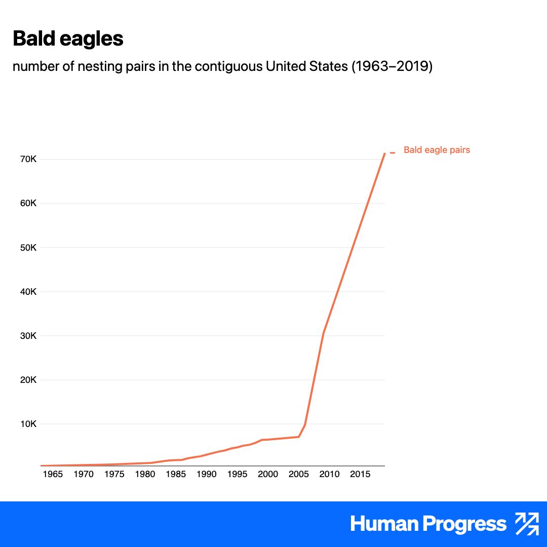 HumanProgress's tweet image. The recovery of bald eagles in the United States is one of the most dramatic conservation success stories of the century.

Between 1960 and 2019, the number of nesting pairs in the contiguous US grew from a few hundred to over 70,000.