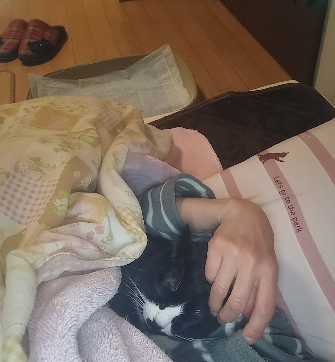 まめ♀(下半身麻痺の猫) (@jigzs8bsVVByZXY) / Posts / X