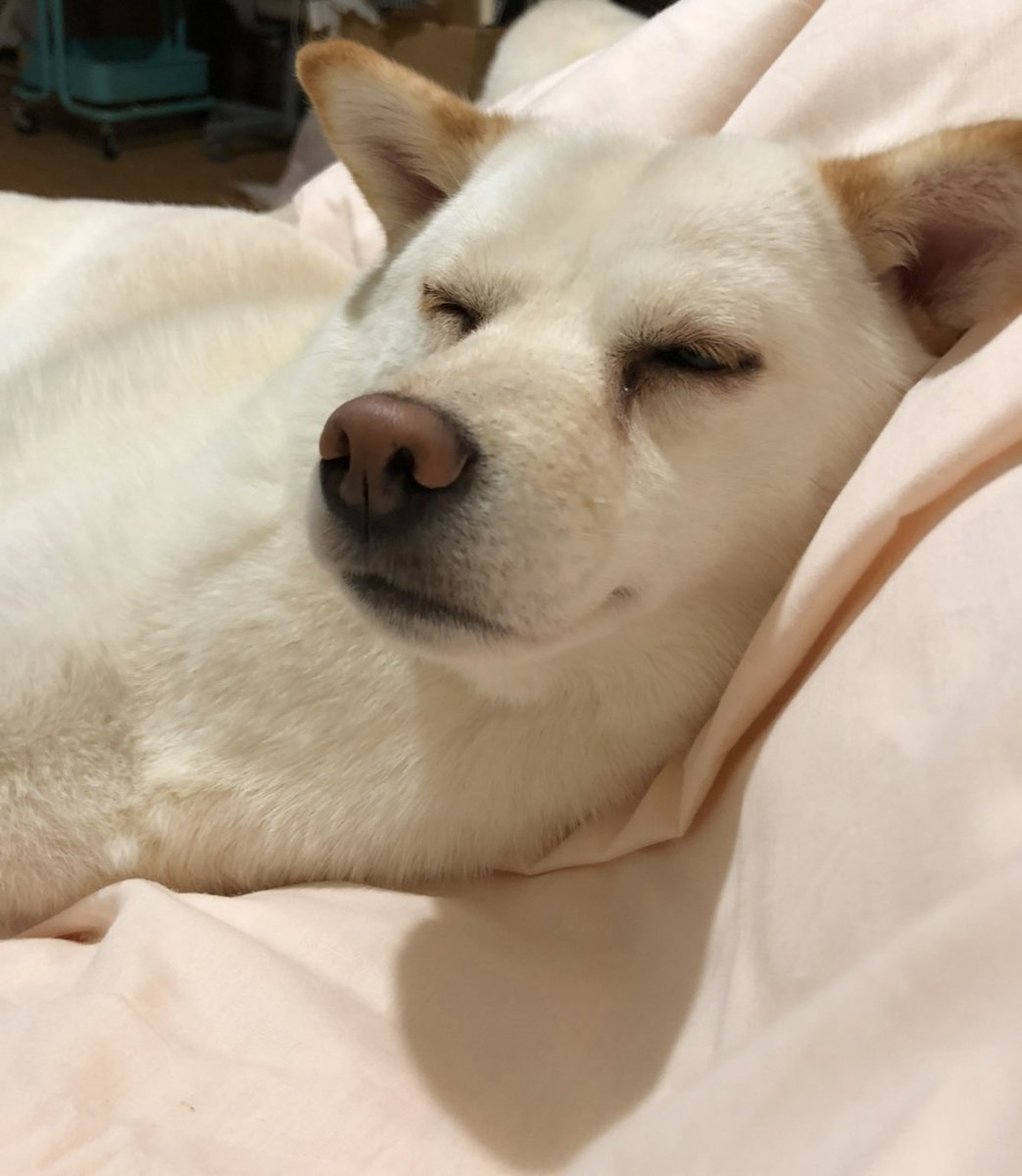 レイさん おやすみなさい🥰