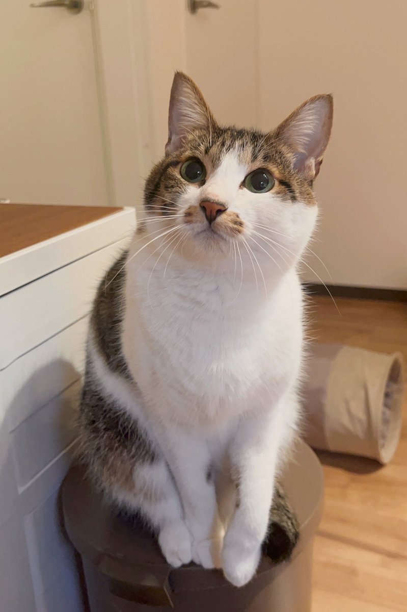 週休8日の猫吸い (@8VA64ArRkX7nOHE) / Posts / X