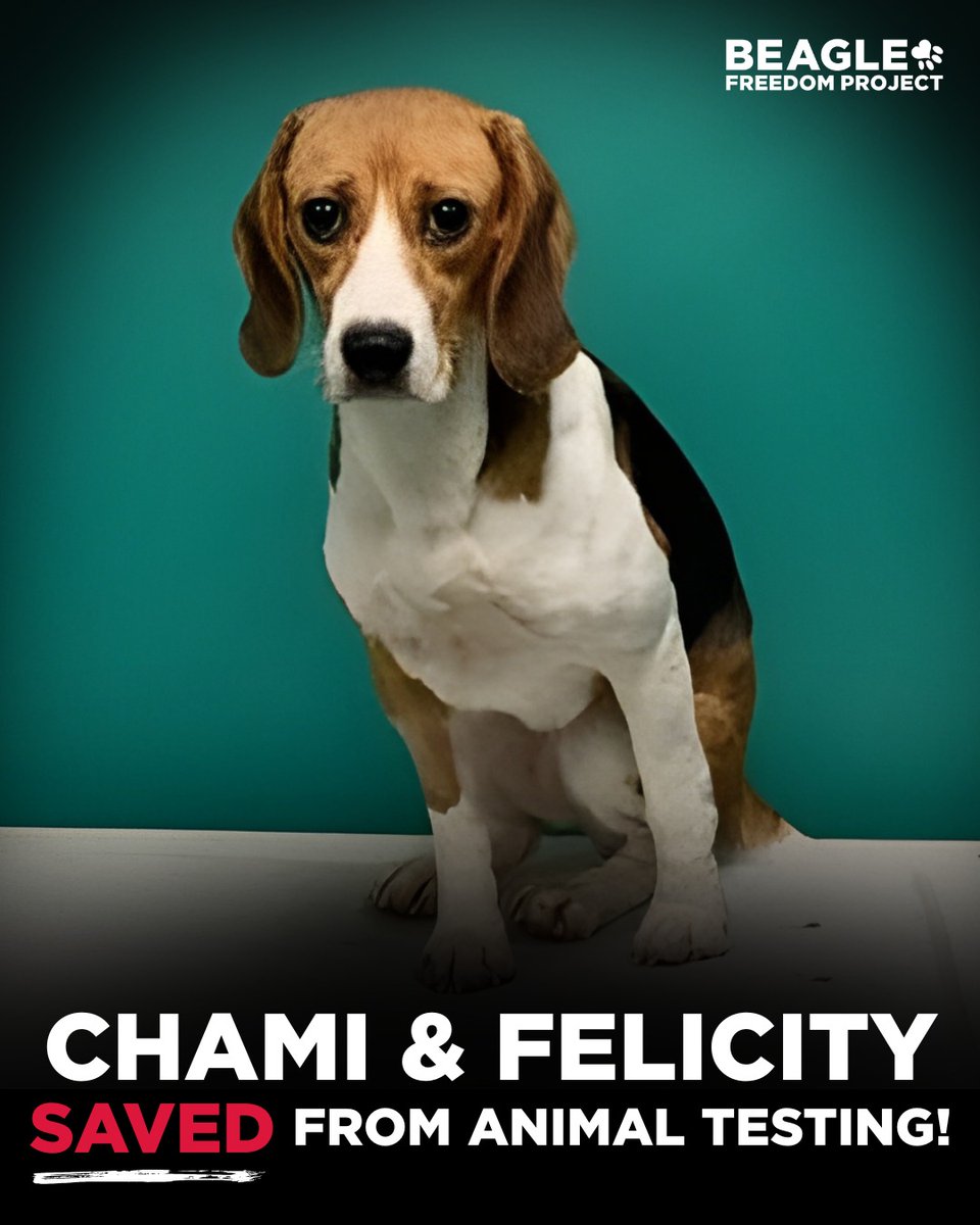 beaglefreedom's tweet photo. YOU SAVED CHAMI &amp; FELICITY📣‼️You called, emailed, shared, &amp; demanded accountability—and A&amp;M was forced to listen. Because of YOU, they're safe. 🐶❤️

The fight isn’t over:
📧📞 Take action—tell A&amp;M to transfer custody to BFP 
❤️ Support us to save MORE: https://t.co/DFaUMJqk1D https://t.co/cEg9TDk3W6