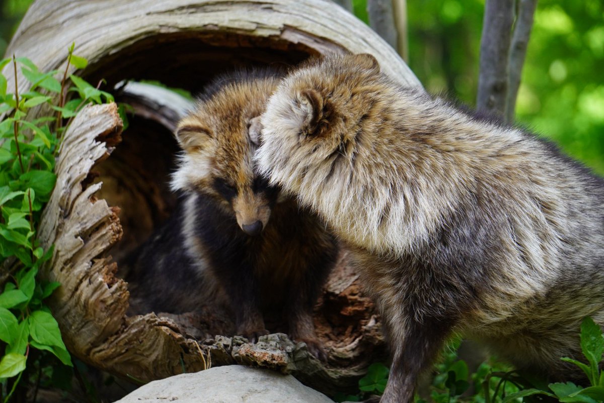 しましま (@simasima6) / Posts / X