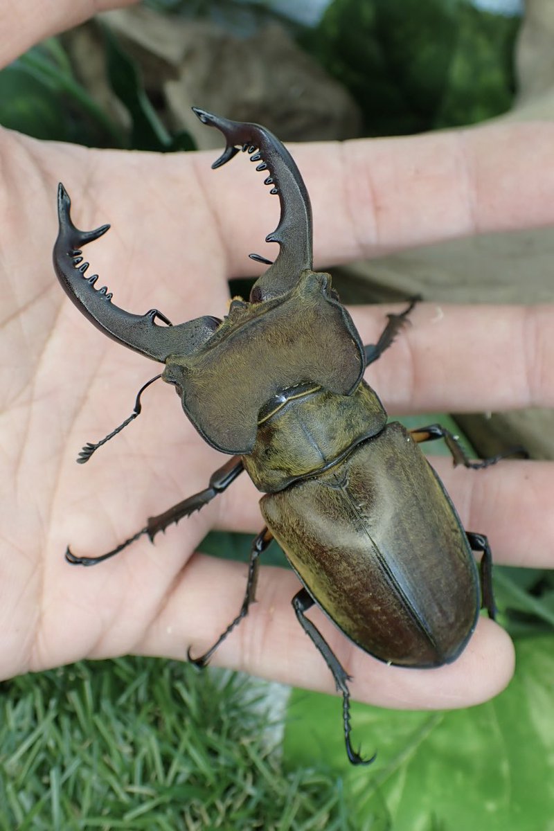 Sparkle Beetle (@BeetleSparkle) / Posts / X