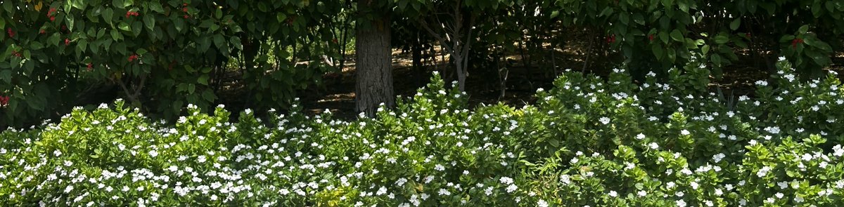 عموماً محدٍ جاته دنياه على ماتمنى