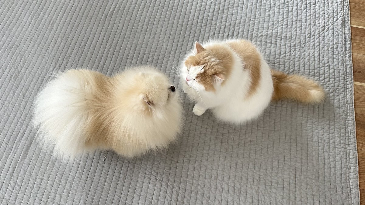 猫のレモンと犬のポテチ (@Lemon0517ch) / Posts / X