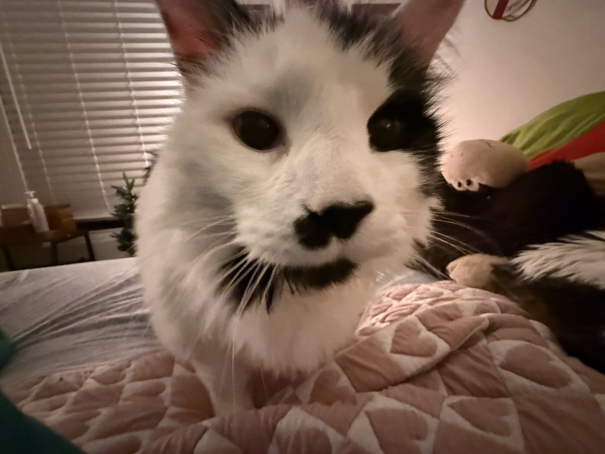 chewy & friends 🌈 lucy tweet media