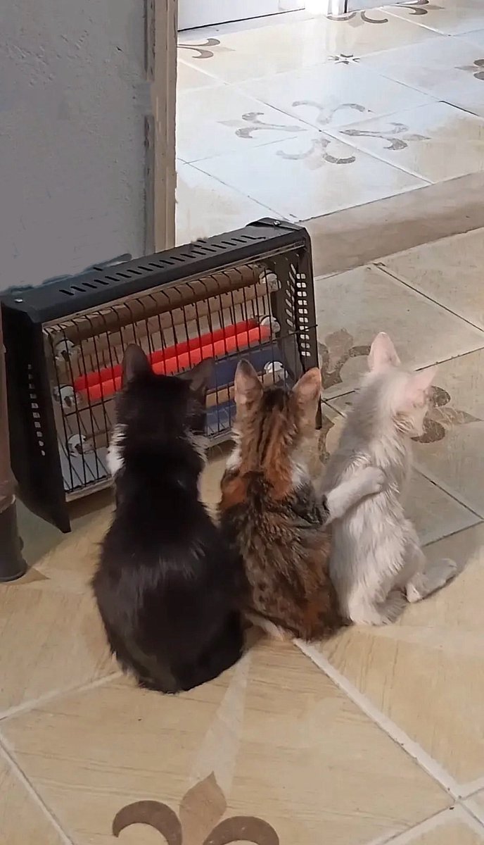 ゴンザレスさん@12/6🔔🌹オンリーG21 (@gonzarez69) / Posts / X