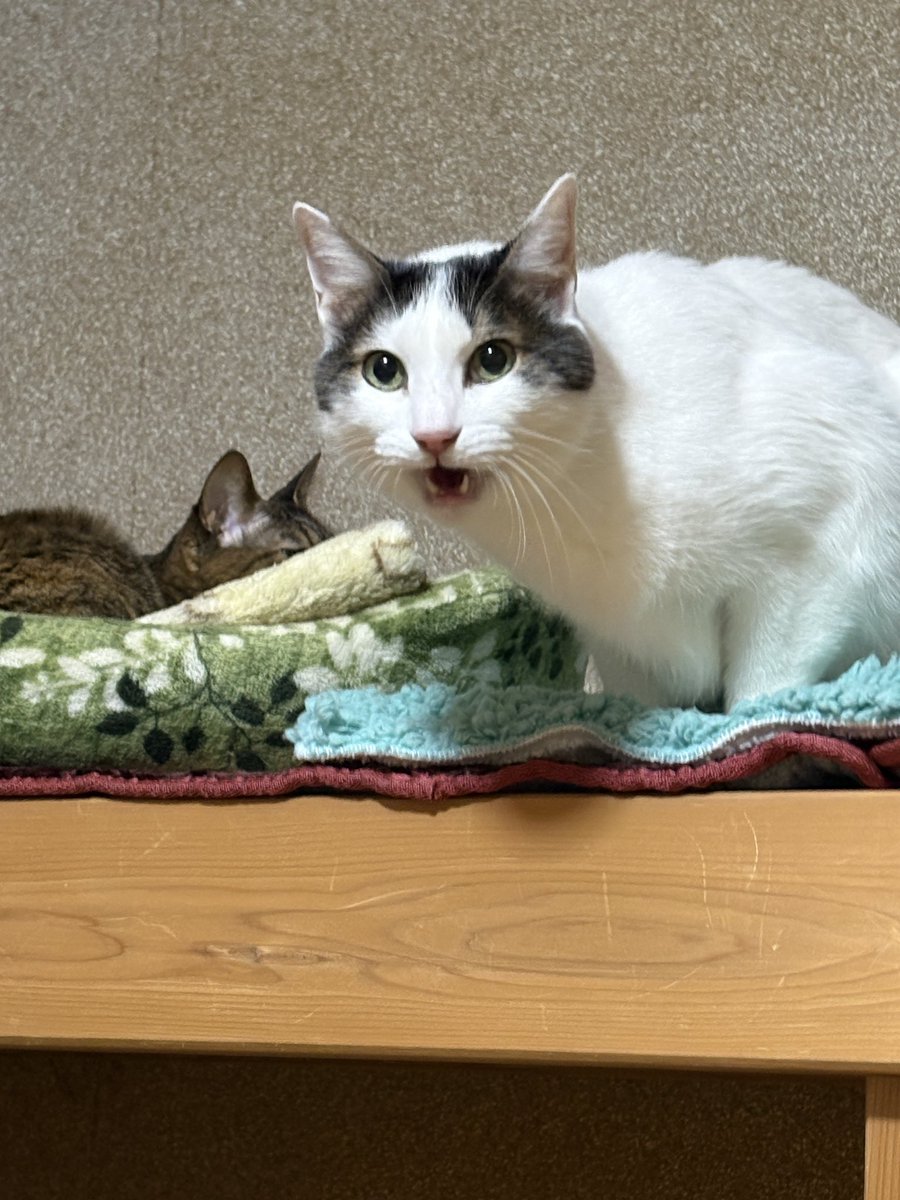 フレーメンれおくん