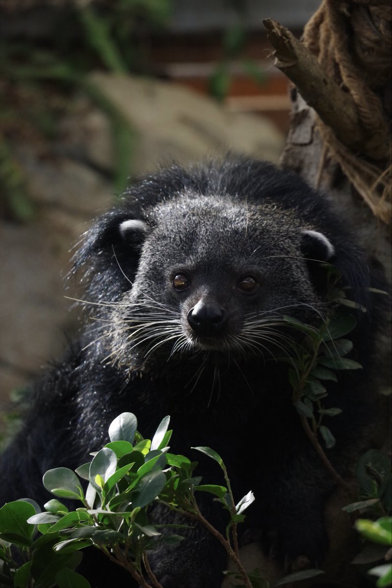 やっぱりここは大好きな場所。

#神戸どうぶつ王国