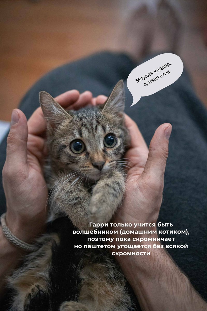 Друзья, в прошлый раз котята остались незамеченными, поэтому наша замечательная Лера сделала им красивую презентацию, чтобы они уж точно нашли дом. Полайкайте пожалуйста и поретвитьте, она очень старалась 🥹
Презентация котят в этом треде!