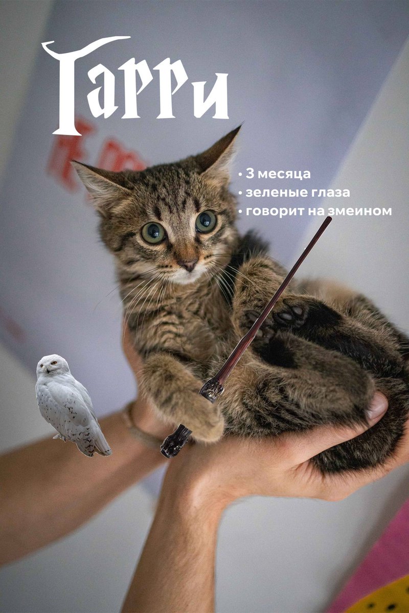 dobroxvost's tweet photo. Друзья, в прошлый раз котята остались незамеченными, поэтому наша замечательная Лера сделала им красивую презентацию, чтобы они уж точно нашли дом. Полайкайте пожалуйста и поретвитьте, она очень старалась 🥹
Презентация котят в этом треде! https://t.co/Q9IeYjWEar