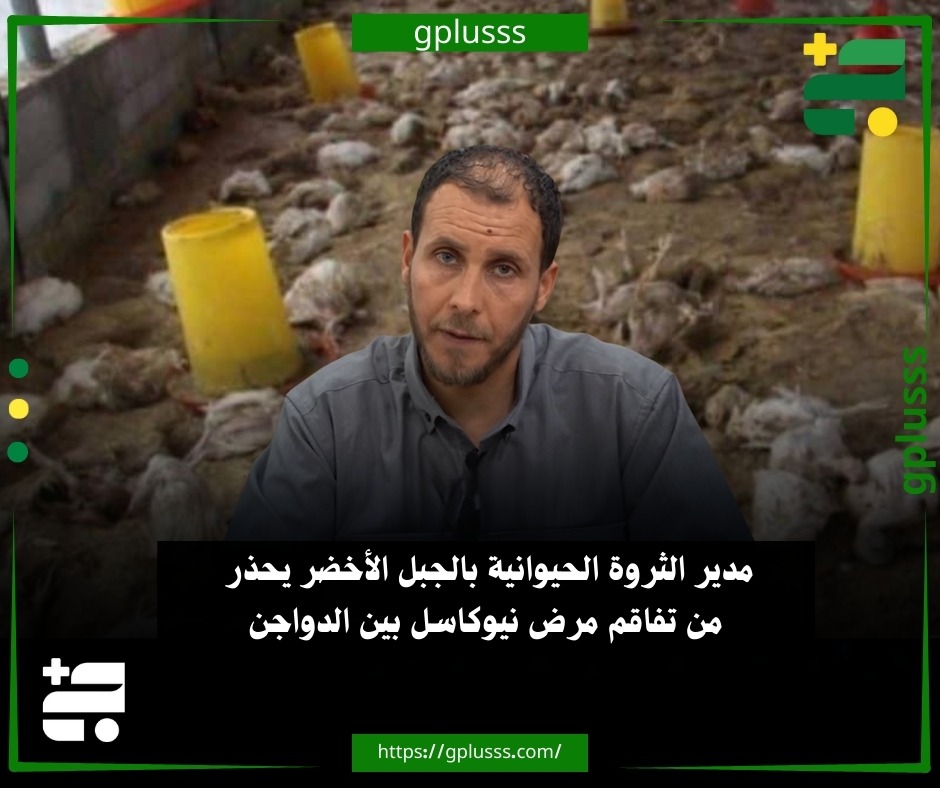 مدير الثروة الحيوانية بالجبل الأخضر يحذر من تفاقم مرض نيوكاسل بين الدواجن.. صالح بو مباركة، مدير إدارة الثروة الحيوانية بمنطقة الجبل الأخضر، حذر من تفاقم انتشار مرض نيوكاسل بين الدواجن في المنطقة، مطالبًا بسرعة التدخل للحد من انتشاره... بو مباركة أوضح في تصريحات صحفية، أن إجمالي أعداد النفوق تجاوزت 100 ألف طير حتى الآن، مشيرًا إلى أن الأرقام مرشحة للارتفاع في حال عدم اتخاذ إجراءات عاجلة... مدير إدارة الثروة الحيوانية أكد أن استمرار انتشار المرض ينذر بكارثة اقتصادية وبيئية، لما له من تأثير مباشر على قطاع الثروة الحيوانية والأمن الغذائي في الجبل الأخضر. #ليبيا 