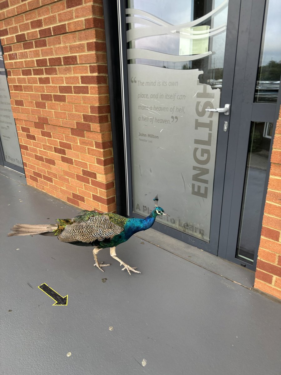 Joseph Edwards tweet media