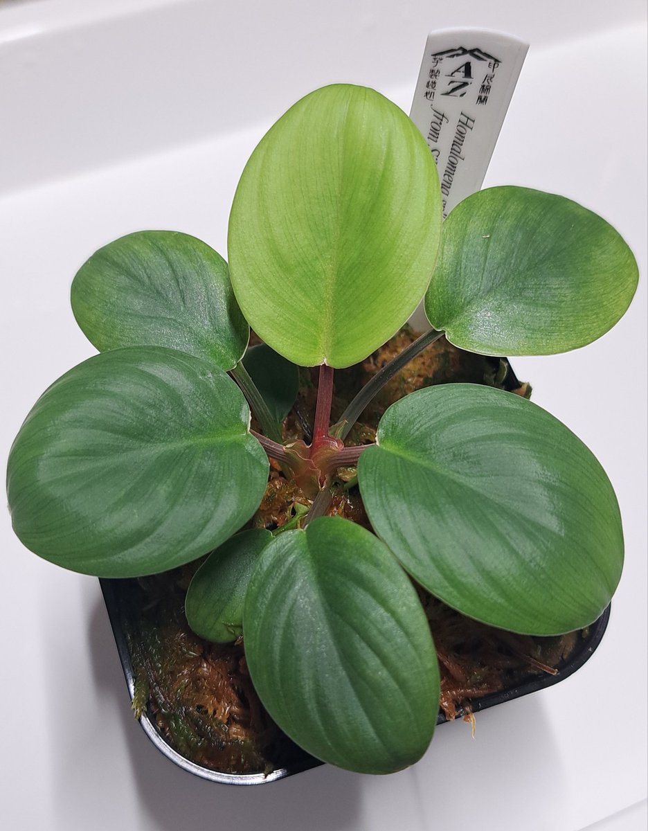 Homalomena sp. “緑甲冑” BNN from Sibolga timur 【AZ0822-3】 個体差