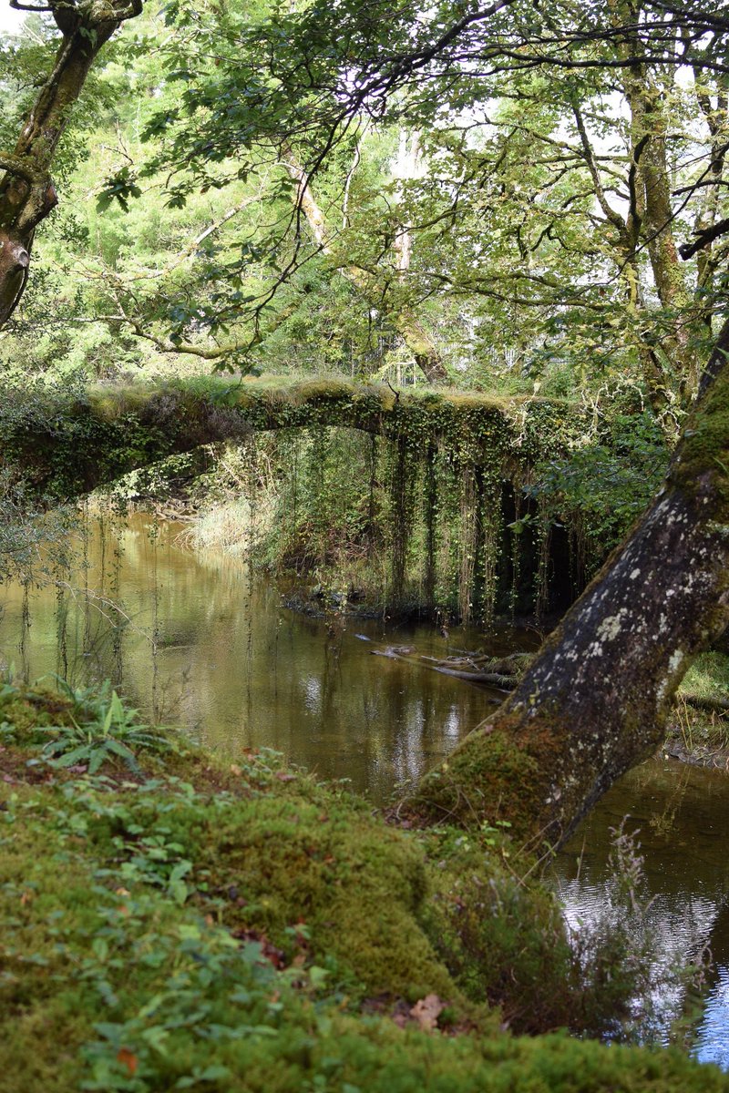 MythoBritannia's tweet image. It's Rainforest Friday.