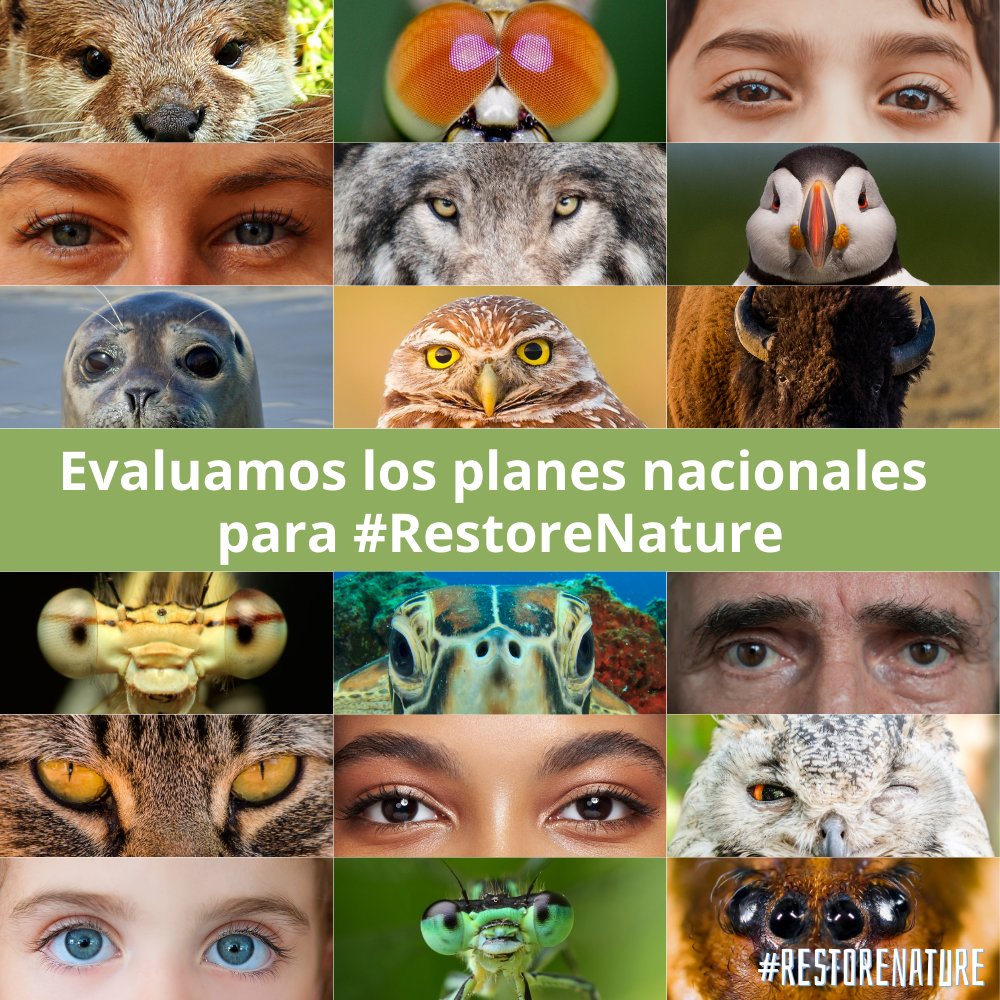 SEO/BirdLife tweet media