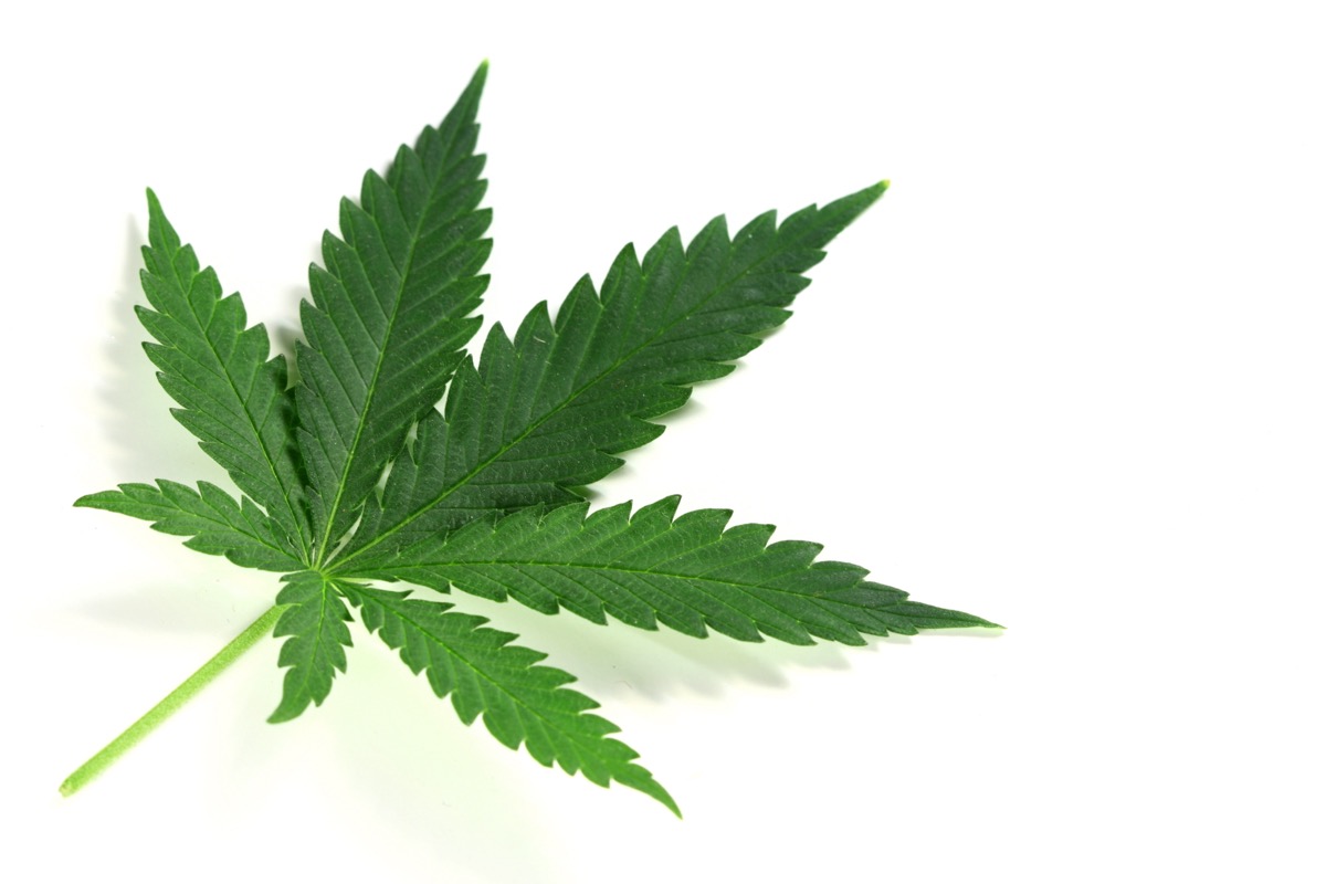 Cannabis Science & Technology tweet media