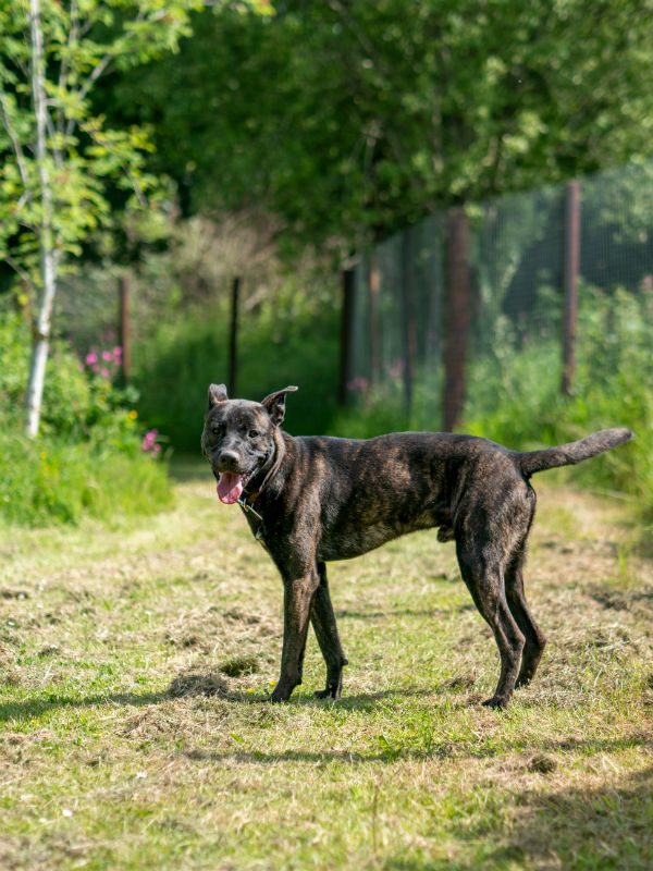 Rocket will be 2 in April and he spent most his life in a crate then was taken to be pts! Rocket has flourished with the help of the #Cornwall kennels and would love a chance of a home 
#GermanShepherd #dogs 
gsrelite.co.uk/rocket/