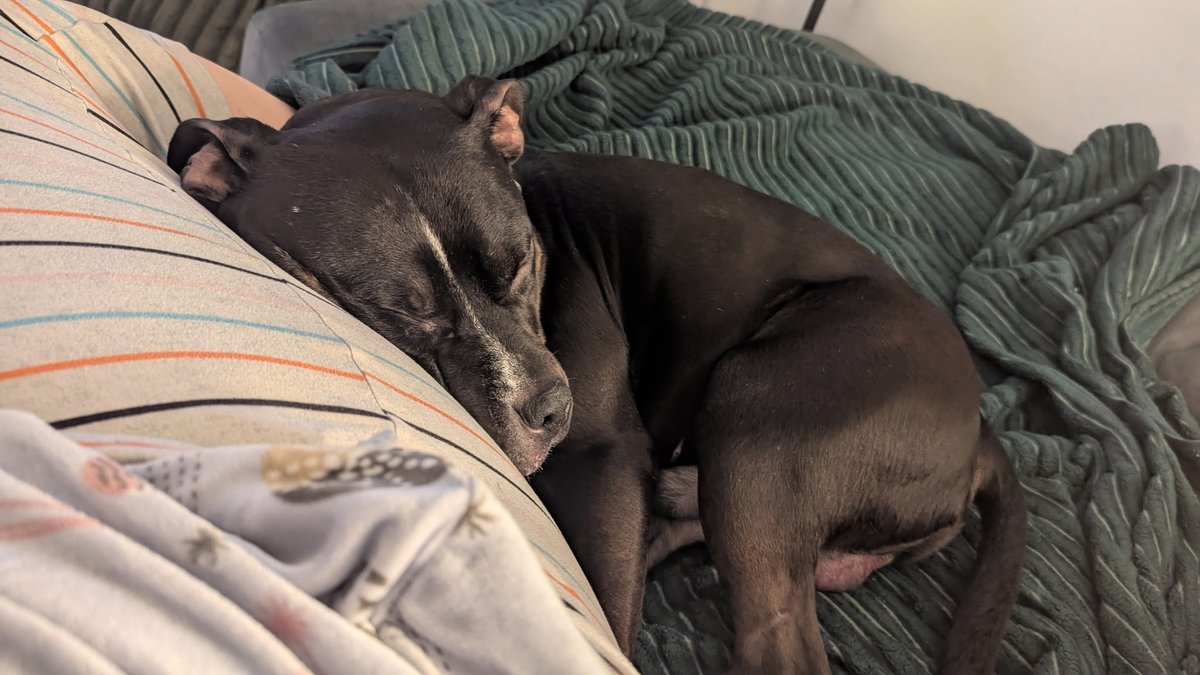 MiracleLnResq's tweet photo. Guess who is out and #thriving in his #foster home?
#NYCACCSpike
Add #survivor and #professionalsnuggler to his resume!
@notthesameone2 @NMBewitched @MorgFairsdogs @MyBoxerLuvMac1 https://t.co/XXKt5dY9FV
