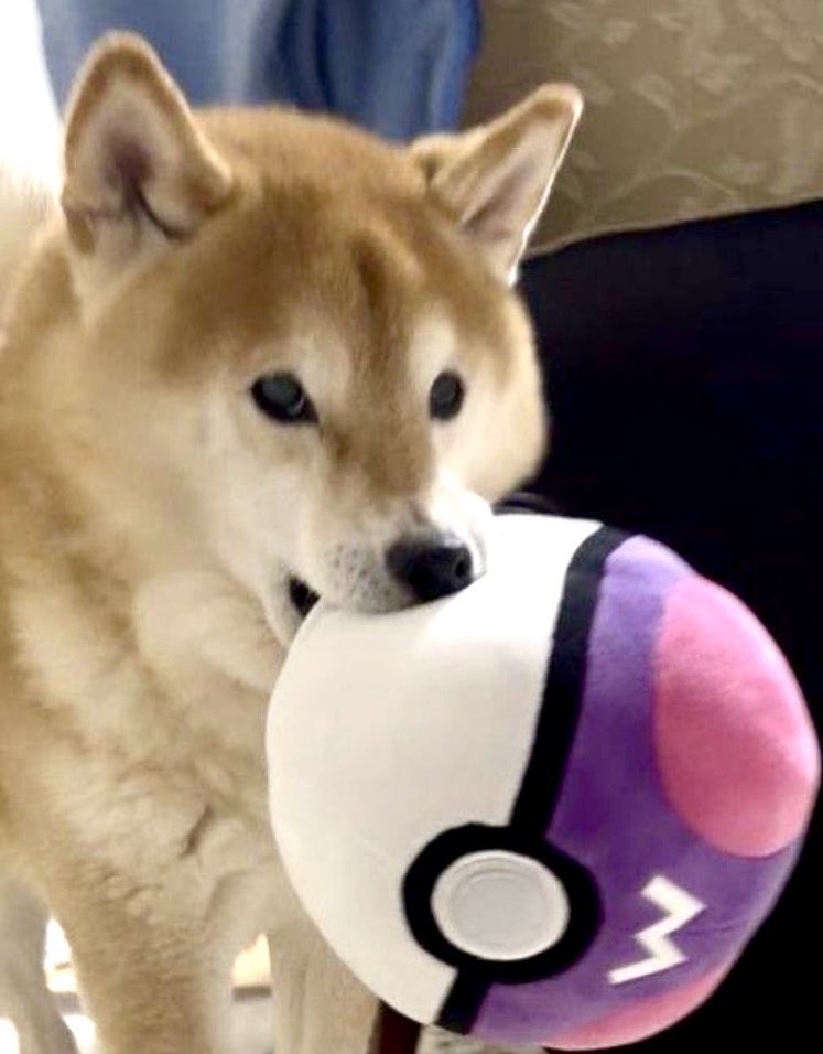 しばけん 柴犬シエル (@ciel0625_shiba2) / Posts / X