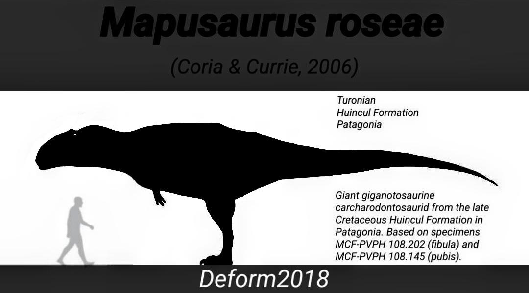 Deform2022's tweet photo. #FossilFriday #Mapusaurus a giant carcharodontosaurid from the Upper Huincul Formation in late Cretaceous Patagonia. Known from several individuals found close together, they vary wildly in size. Most adults were 10 meters long, while the largest specimens were over 12 meters. https://t.co/stDZ2IaJej