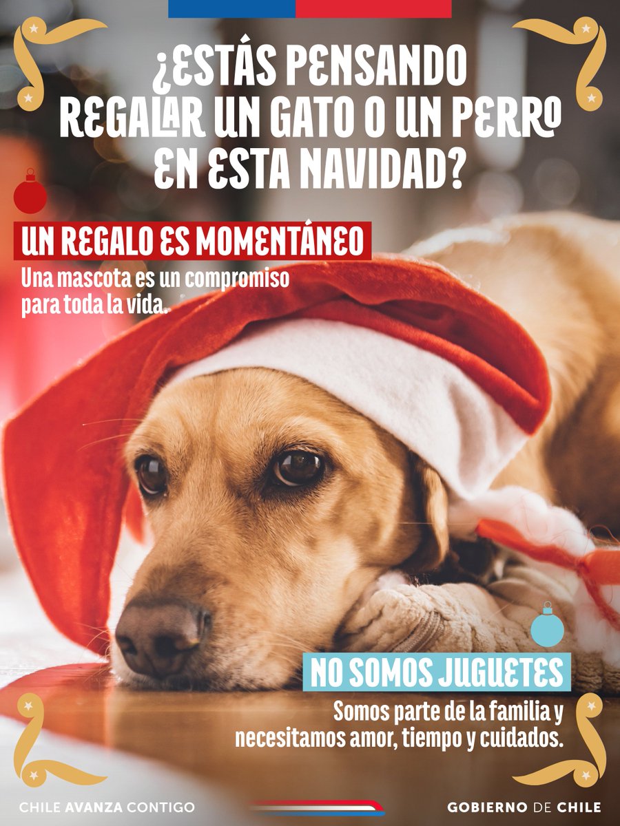 Tenencia Responsable tweet media