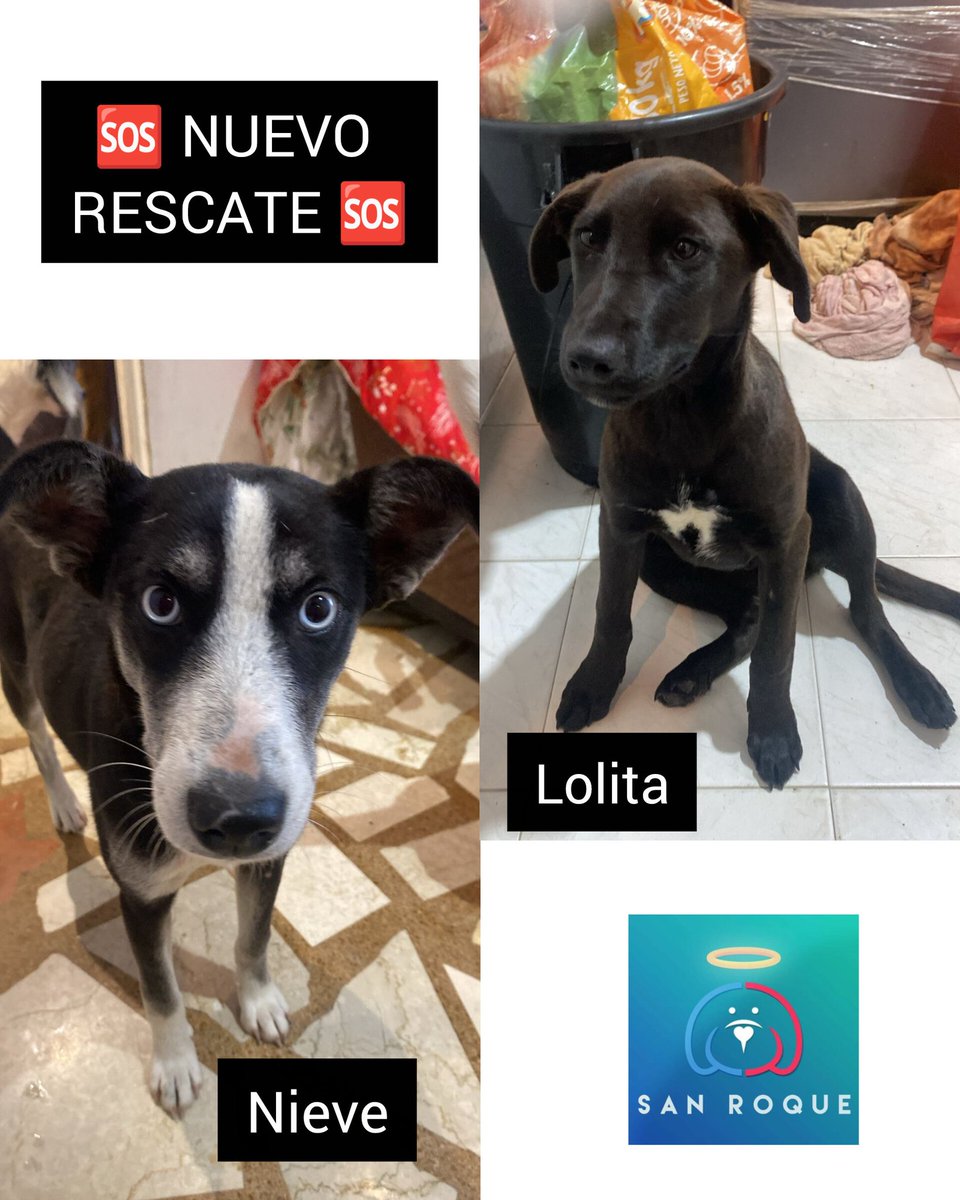🐾 Nieve y Lolita 🐾

Hace un par de semanas llegaron a la fundación de la peor manera:
las dejaron amarradas en nuestra puerta.

❄️ Nieve se veía físicamente bien, pero estaba paralizada del miedo, sin entender qué estaba pasando.
🌸 Lolita, en cambio, apenas podía mantenerse de