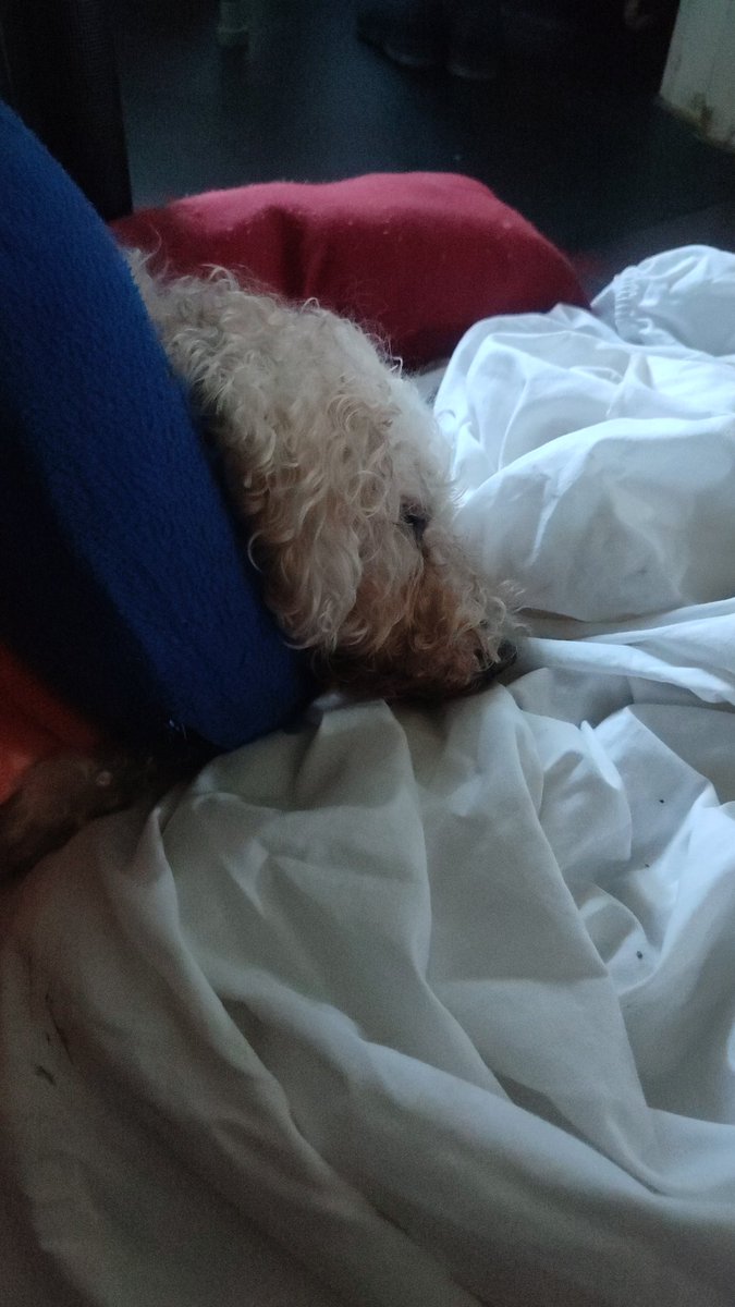 Our Bichon Freddy 12 yrs old had prostate cancer bless him, he was put to sleep early this evening at the Vets, Gutted is an understatement, me and Tina are both devastated, RIP my Freddy, Best dog ever and we'll both love you forever.  💚💚💚