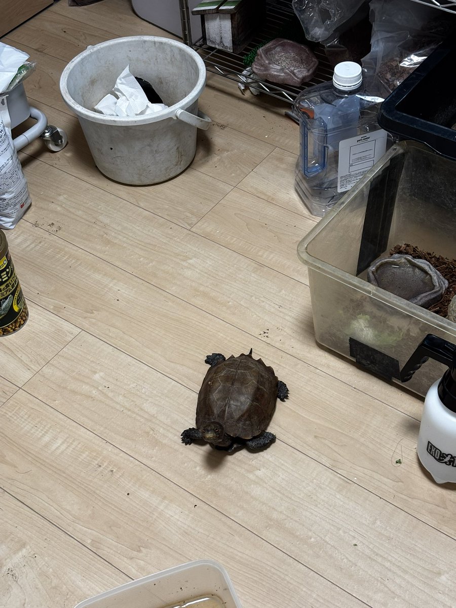 カメ梨 (@ikimonotoissyo) / Posts / X