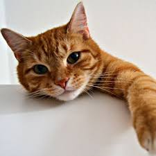 POV: I'm the one that copied the tweet word for word