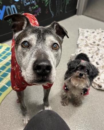 LoneStarChica's tweet image. 💛 Meet Sparky &amp;amp; Gracie – Looking for a home to spend their final days 💛💛Chicago, IL

These senior sweethearts have spent their whole lives together and now, more than ever, they need each other. Sparky faces liver disease, and doesn't have long, but every moment he has is…