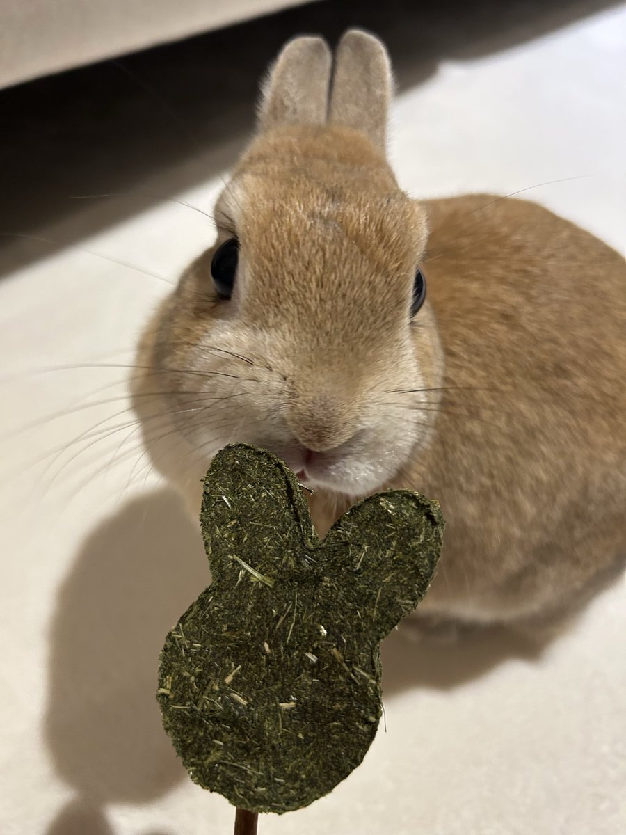한국의 여러분, 많이 귀여워해 주셔서 감사합니다! 
정말 좋아해요🐇🤍