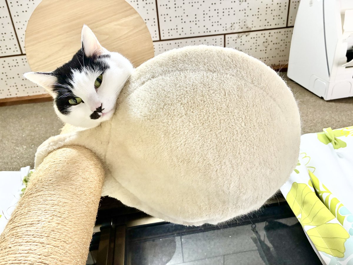 今日は真上から見張られています…