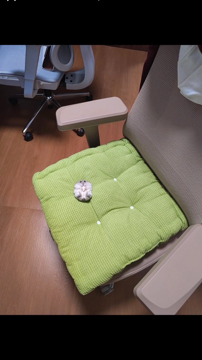 hamster (@hamsterie) on Twitter photo 