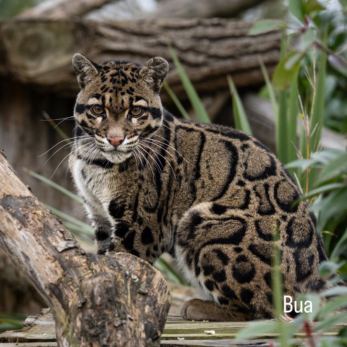 A beautiful clouded leopard rare to see in the wild, this one is located in a sanctuary. Credit to Alma Leaper