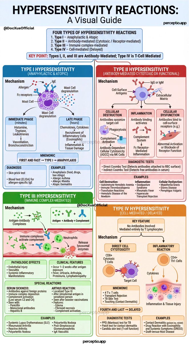 Hypersensitivity Reactions - Types I to IV Simplified