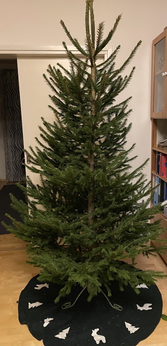 Missähän oli kaikki 8 rintaperillistä kun raahasin tämän kuusen kolmanteen kerrokseen ja taistelin sen suoraksi kuusenjalkaan?