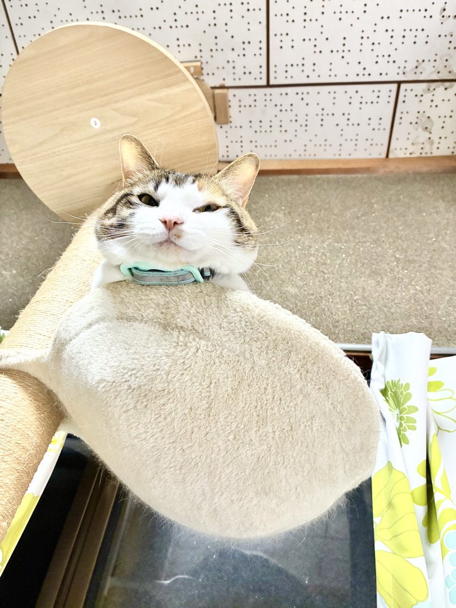 場所入れ替わって…今度はクイに見張られてます…