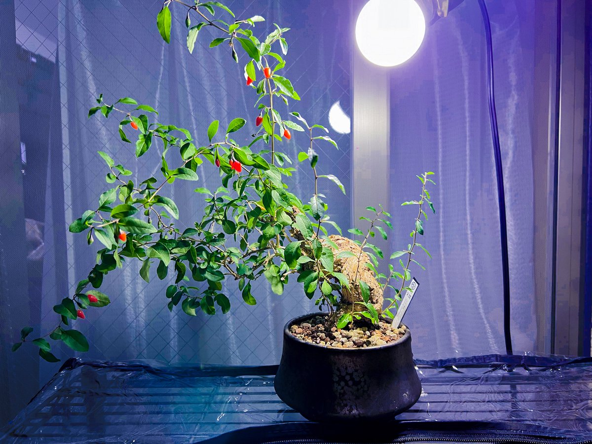 このクソ寒いなか日本人である枸杞の盆栽だけが元気。 生のクコの実