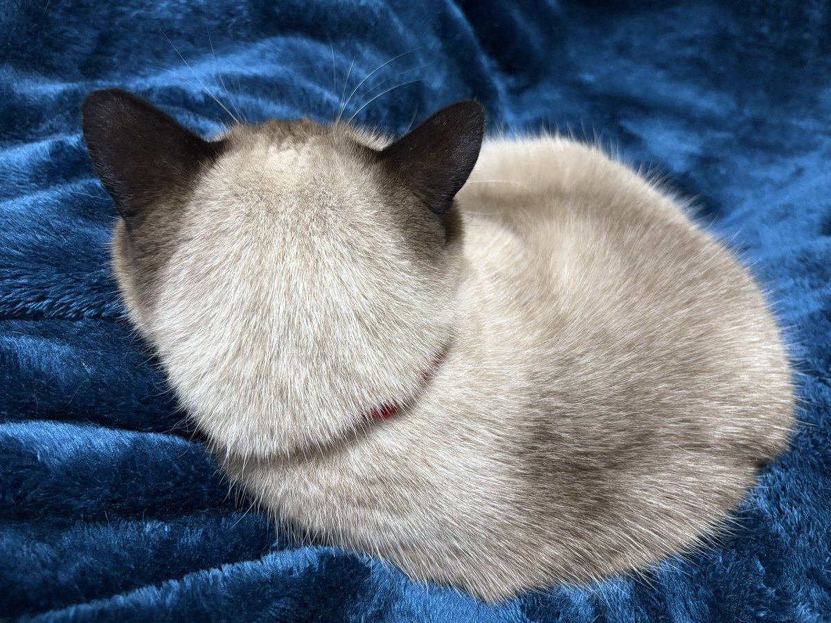 𝑪𝒉𝒍𝒐𝒆 tweet media